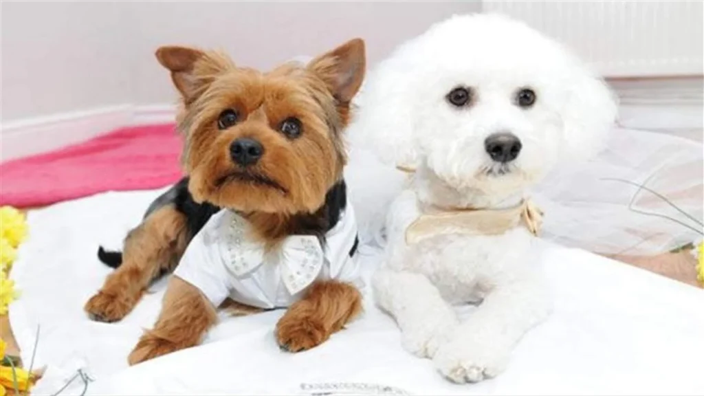 حفل زفاف ضخم لكلبين في الصين يجذب أنظار العالم!