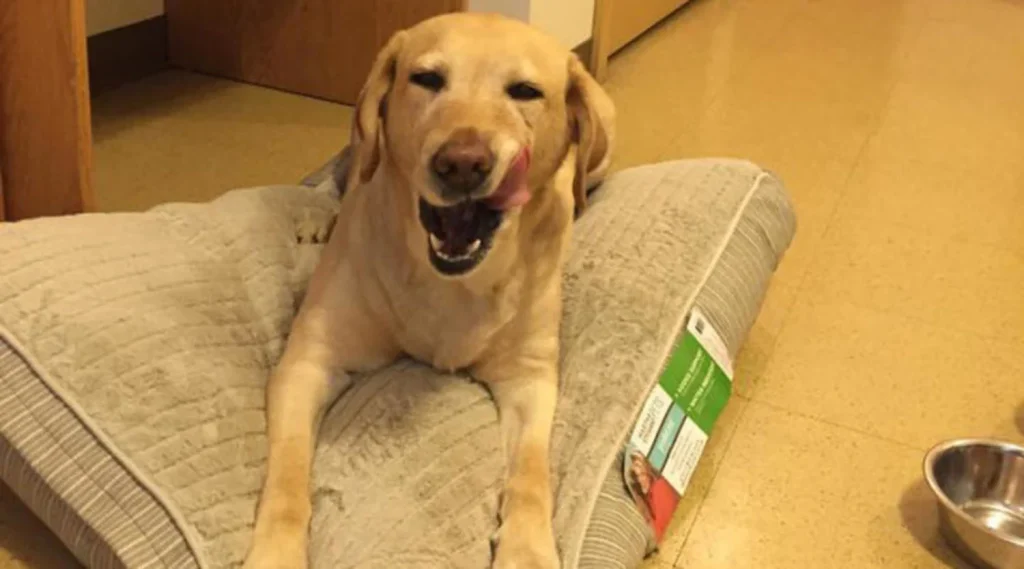 شاهد .. فضول كلب يشعل حريقا في المنزل