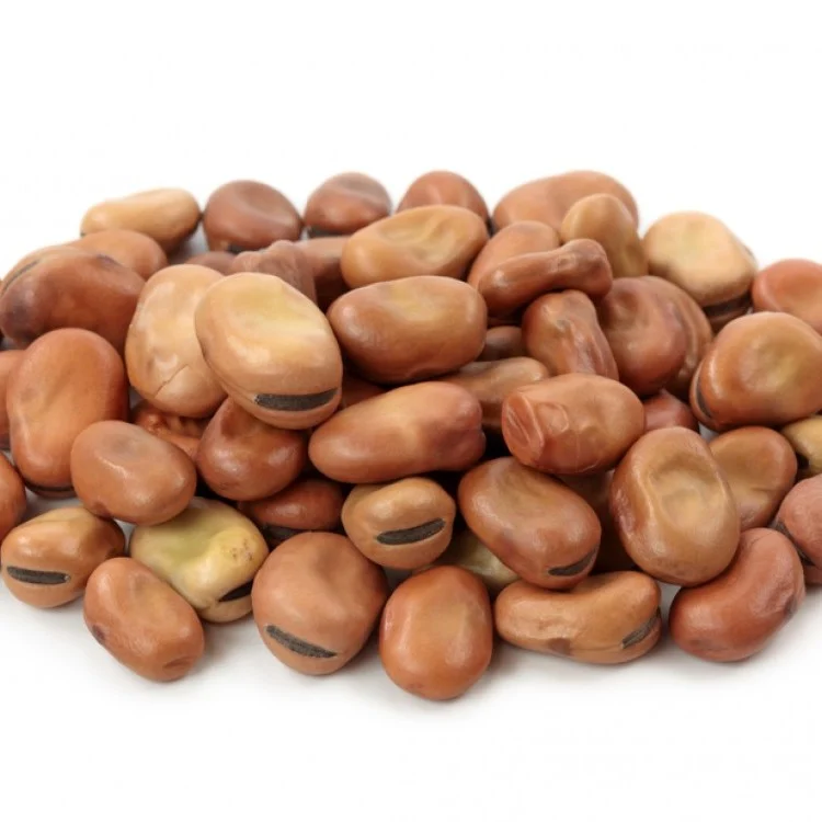 أضرار الفول: الجانب الآخر من القيمة الغذائية