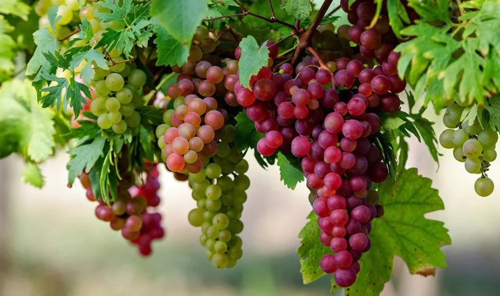 فوائد العنب: جوهرة صغيرة مليئة بالصحة