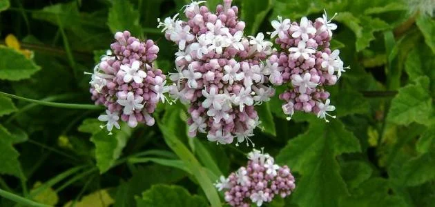 نبات الناردين: هدوء الأعصاب ونوم هانئ