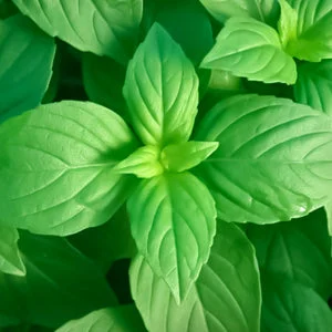 الريحان الليموني: نكهة منعشة وفوائد صحية