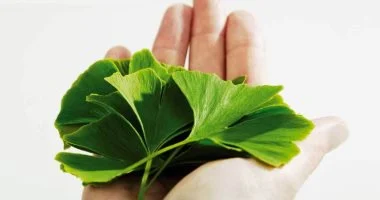 تعرف على فوائد عشبة الجنكو بيلوبا