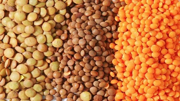 فوائد العدس لجسم الإنسان: كنوز غذائية في حبة صغيرة