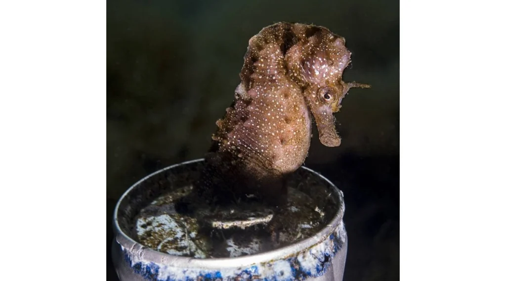 فرانشيسكو باشينزا: سحر الضوء في أعين مصور عالمي