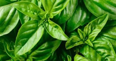 الريحان: كنز صحي لا يقدر بثمن.. فوائد مذهلة للجسم