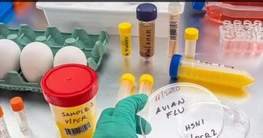 أنفلونزا الطيور تصل إلى كندا: أول حالة إصابة بشرية مُؤكدة